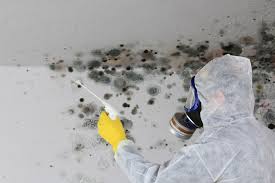 Why You Should Choose Our Mold Remediation Services in Oak Leaf, TX